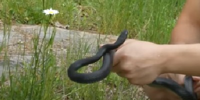 Tacoma snake